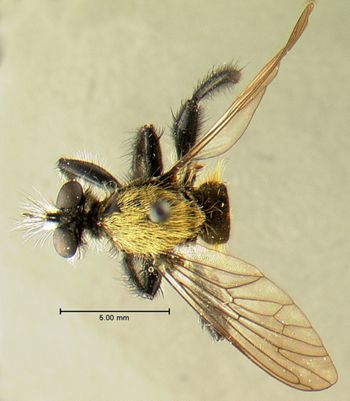 Media type: image;   Entomology 13471 Aspect: habitus dorsal view